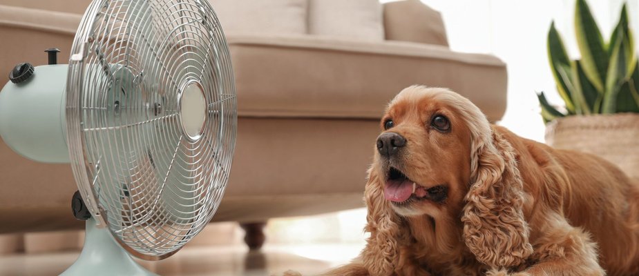 Guia para escolher seu ventilador ideal Guia para escolher seu ventilador ideal